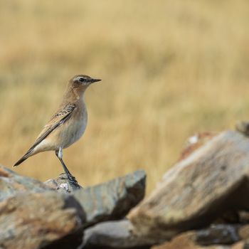 Còlit gris (Oenanthe oenanthe)