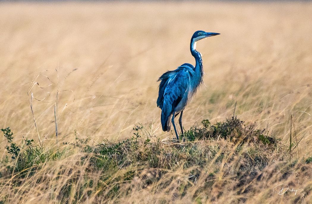 DSC_2722 Heron Africano, Kenya, Masai Mara.jpg