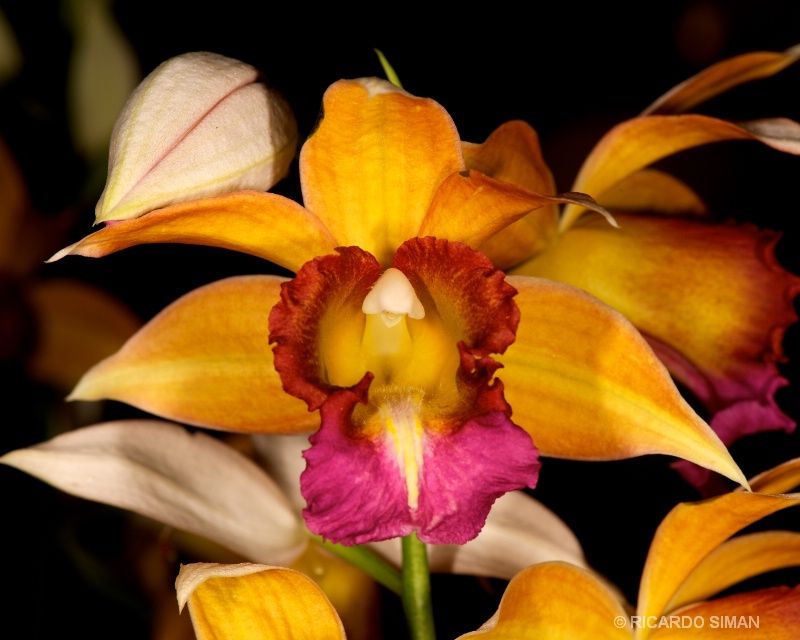 dsc 3693 Phaius Dan Rosenberg ‘Yelow Mellow’