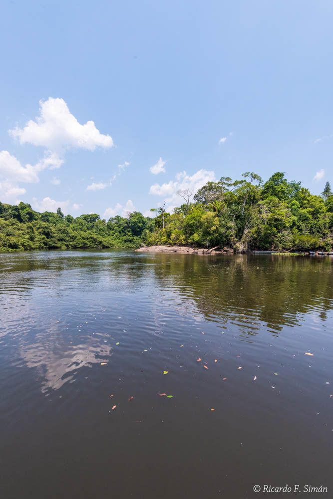 DSC_9004 Selva Amazonica,Brasil