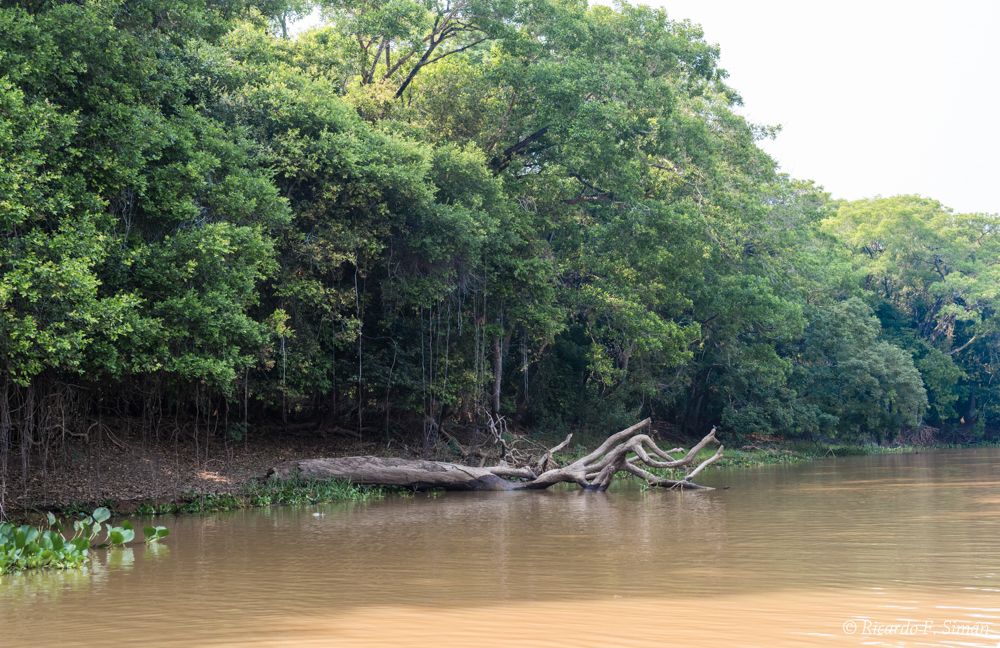 El Pantanal