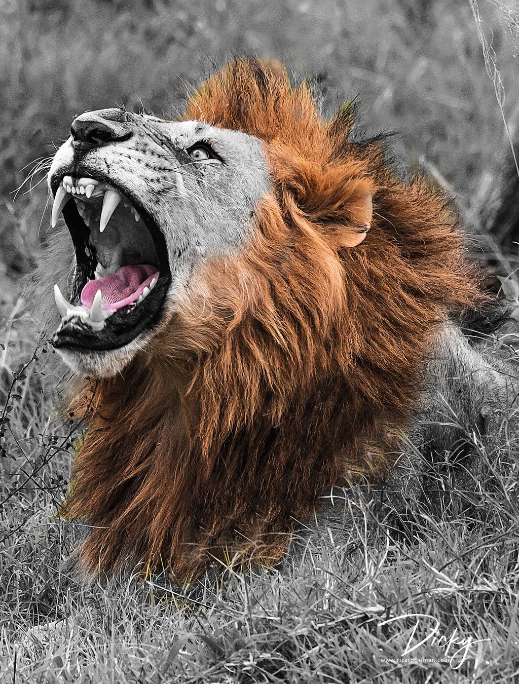 Leon, Africa