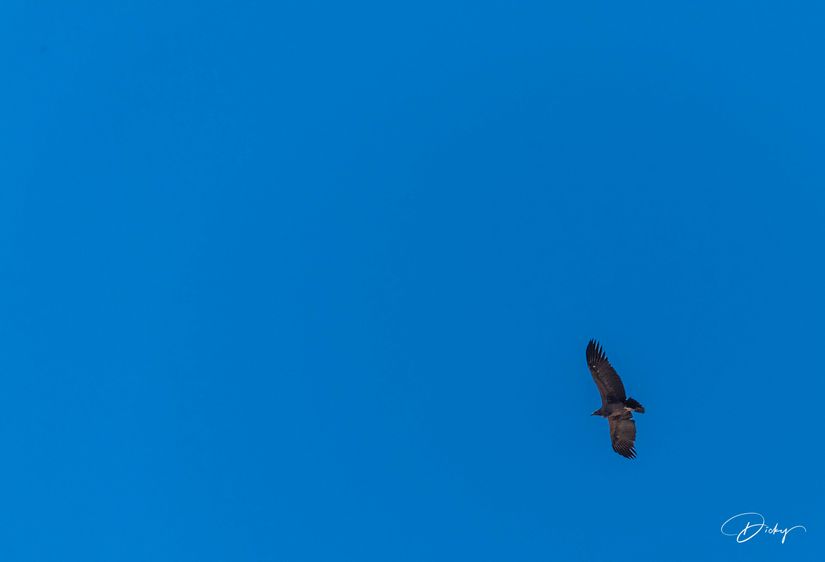 DSC_0455 cañon de Colca, condor andino.jpg