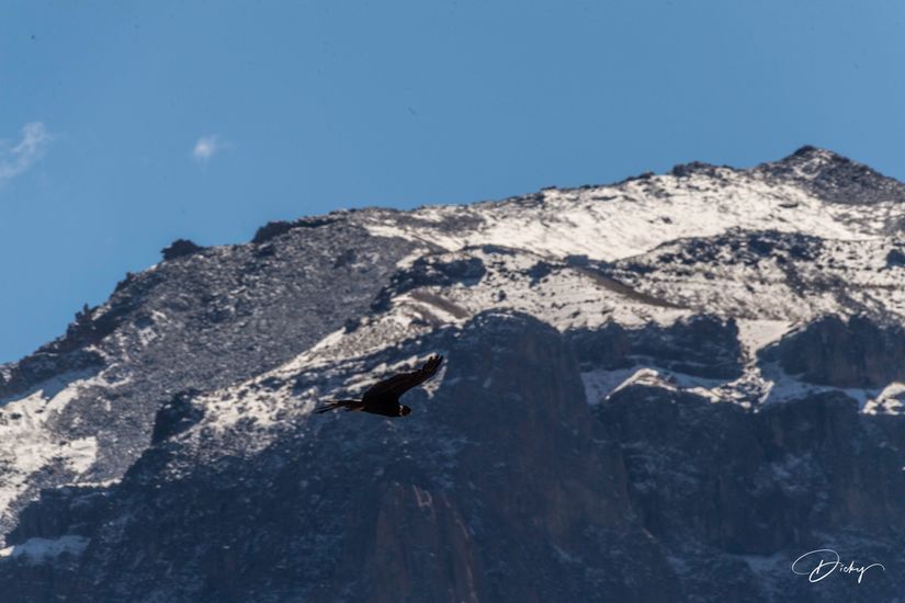 DSC_0490 cañon de Colca, condor andino.jpg