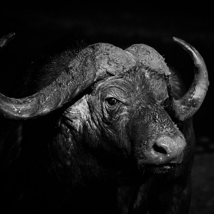 Africa blanco y negro