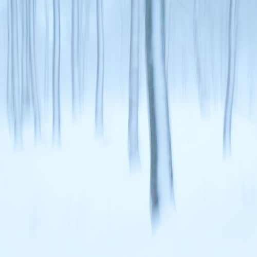 Woodland 