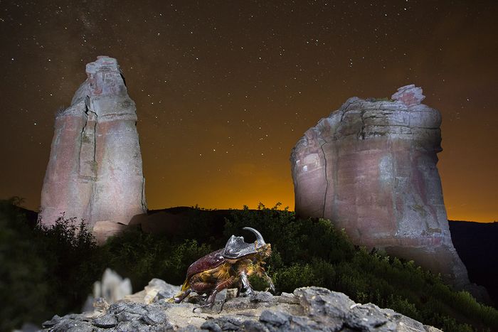 Uge Fuertes, Teruel, arte,impresionismo, creatividad,fotografia, metáfora visual, simbolismo, naturaleza, art, creativity,pintura, pint, dream, insecto,Escarabajo rinoceronte,Oryctes nasicornis,Parqu