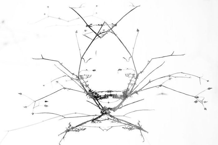 La araña hipster