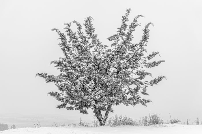 Árbol nevado