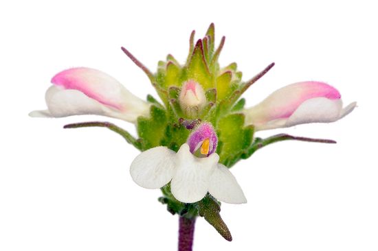 <i>Bellardia trixago.</i>