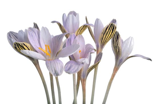 Crocus cambessedesii