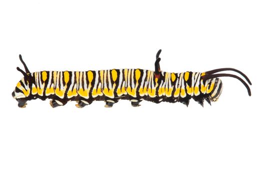 <i> Danaus chrysippus. </i>Oruga de mariposa tigre. 