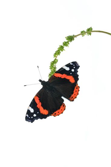 <i>Vanessa atalanta. </i>  Atalanta o almirante rojo (macho).