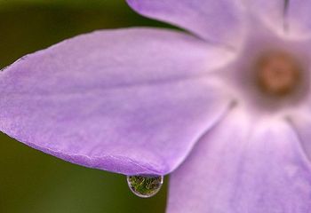 Vinca (Vinca difformis) 