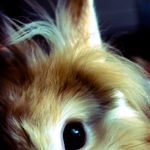Fotografía conejo